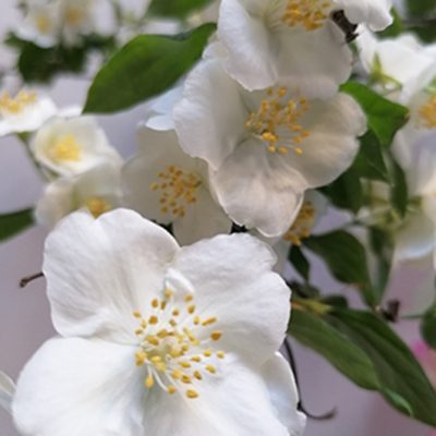 2021-8-28 fiori bianchi
